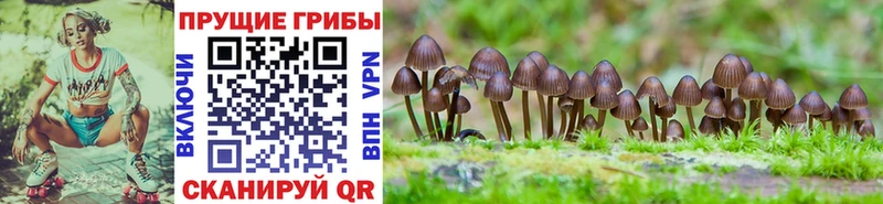 Псилоцибиновые грибы Magic Shrooms  закладка  Александровское 